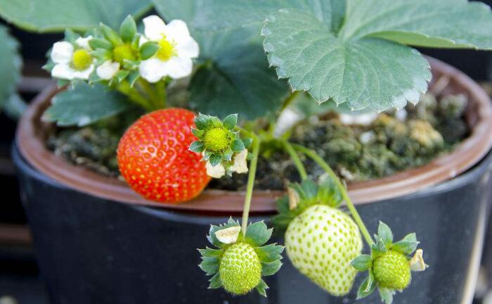 家庭盆栽草莓的种植小妙招，让你一年四季都有新鲜草莓吃