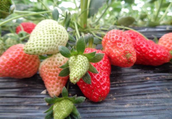 提高草莓产量的方法 了解这些让您的草莓园大丰收