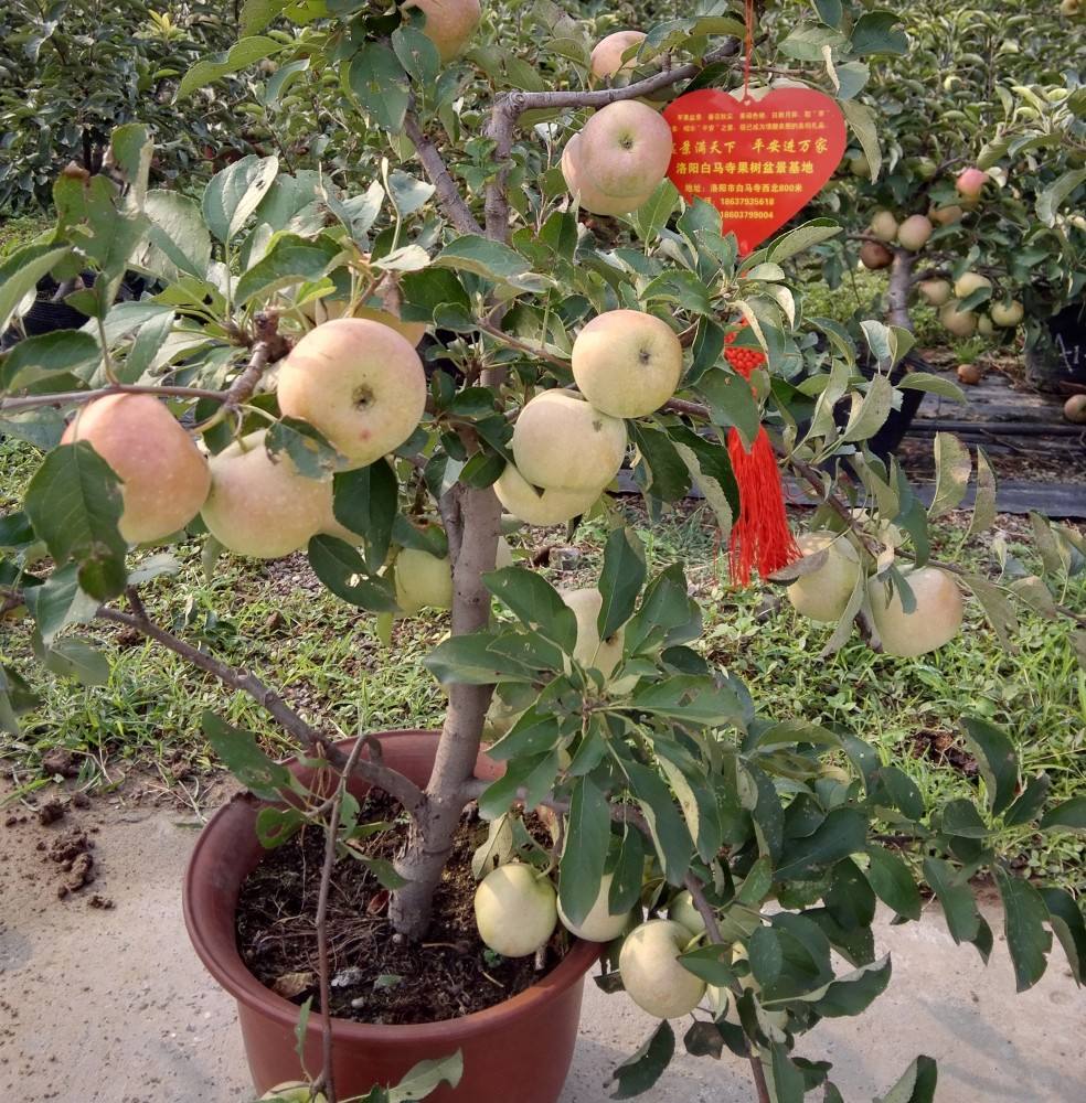 盆栽苹果的种植方法 七步骤在家就能种出好苹果