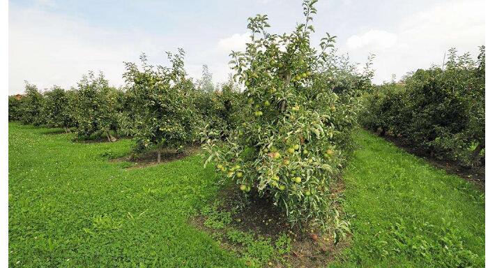 苹果树生长的环境，了解四个方面轻松为苹果种植选地