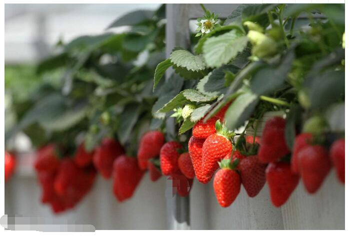 种草莓的技巧，花园里教你种出美味健康草莓