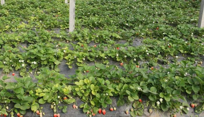 大棚草莓种植技术与管理要点，教你如何种出新鲜美味的草莓
