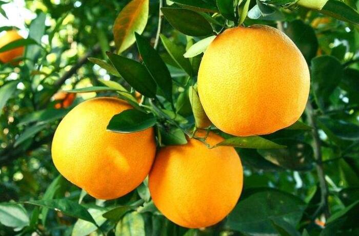 美味可口的橘子图片 原来橘子的功效那么多！
