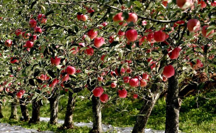 苹果树苗多少钱一棵，种植苹果树哪些问题要弄清楚