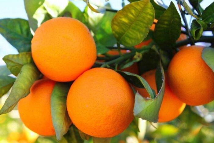 橙子的种植方法分析，谨记四个种植管理事项
