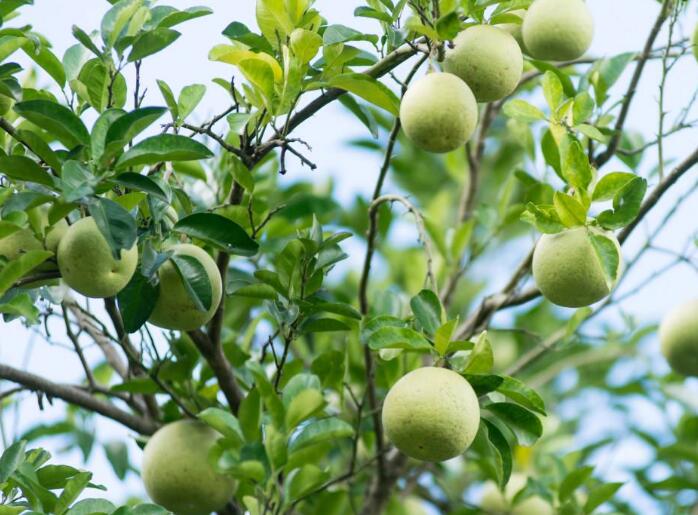 详解柚子的种植方法，怎样种出好吃又养颜的柚子？