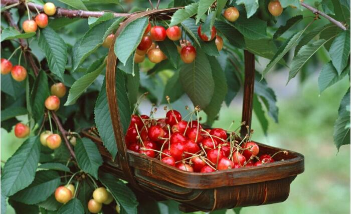 樱桃的种植方法，掌握这些方法可以快速提高樱桃的产量