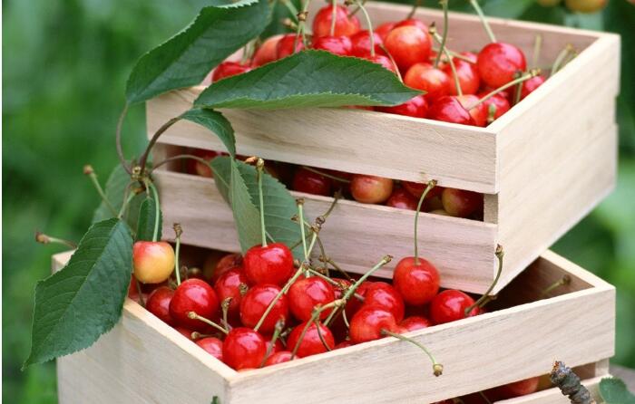 吃樱桃能减肥吗,如何吃樱桃有助减肥?