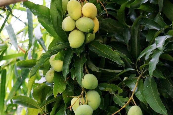 芒果的种植方法详解，如何种出高产量芒果？