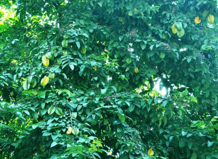 杨桃的种植方法，种植杨桃你的方法用对了吗？