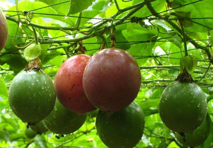 酸甜可口西番莲的种植方法，怎样种高产又好吃？