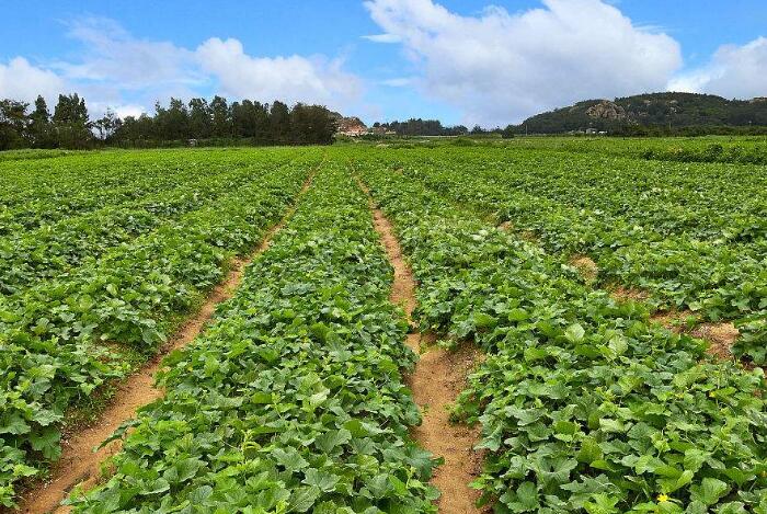 西瓜的种植方法之田间管理技巧