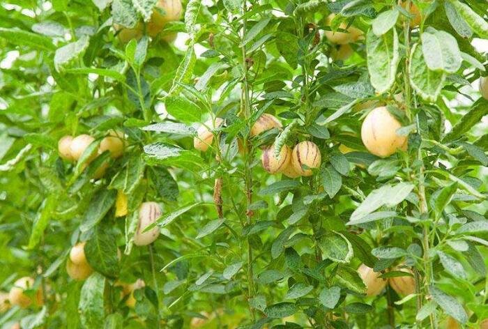 “仙果”人参果的种植方法，人参果栽培方法及注意事项