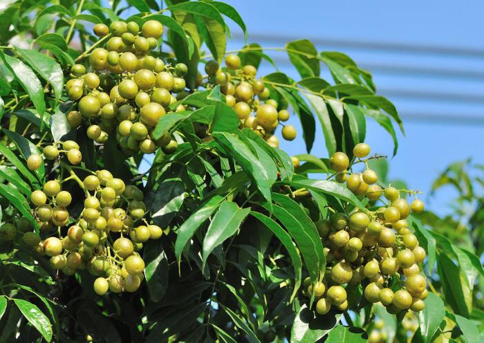 南方特色黄皮果的种植方法，夏季必不可少！