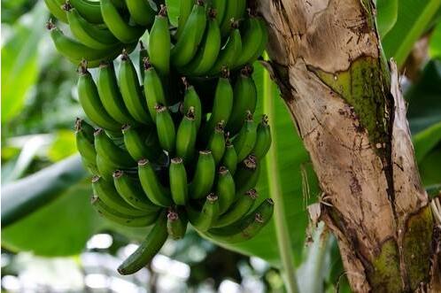 细说香蕉的营养功效与作用 称为“快乐食品”