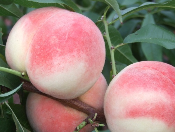 桃家族名单公布 桃类水果有哪些品种