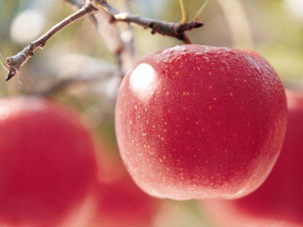 带你见识水果之王 苹果的营养价值