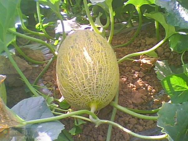 哈密瓜是什么季节的水果 七至九月份成年