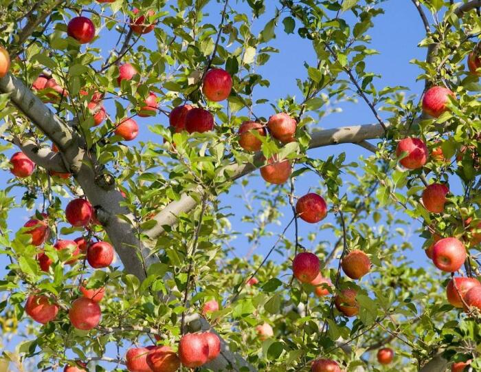 苹果树的栽培技巧，助果农朋友种出高质量苹果