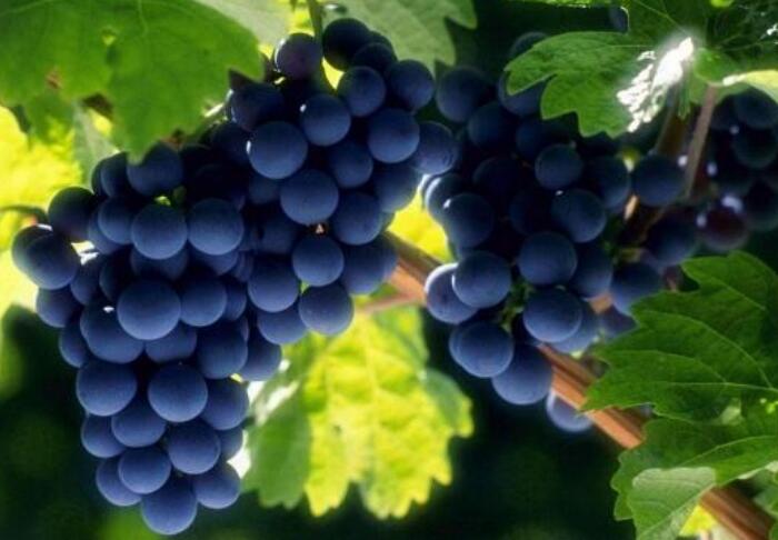 葡萄的种植方法，掌握四个步骤让葡萄挂果更多