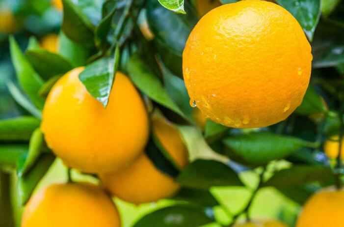 橙子的种植方法分析，谨记四个种植管理事项
