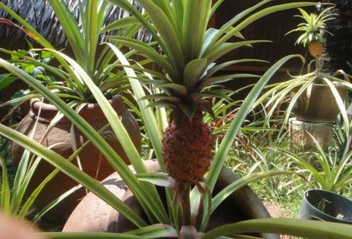 盆栽菠萝的种植方法，让你在家中也能够种菠萝