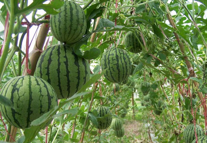 西瓜的种植方法之田间管理技巧