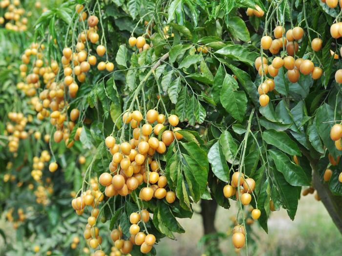 黄皮果怎么种植及幼树如何管理，详解黄皮果种植方法