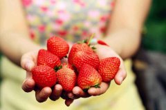 红颜草莓图片 市面上的奶油草莓大多就是它