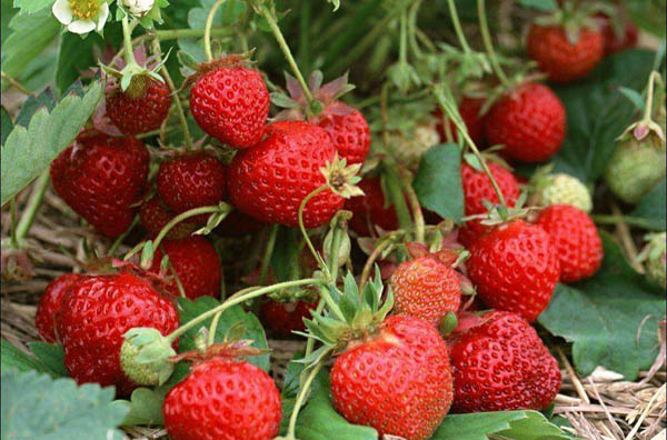 提高草莓产量的方法 了解这些让您的草莓园大丰收