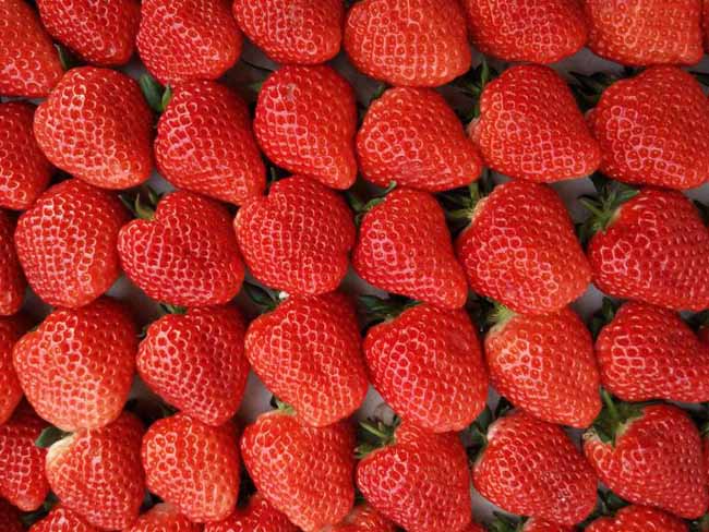 种植一亩地草莓的成本和利润 好运气和高技术才能赚钱