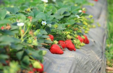 四季草莓种苗一年能结几次果 四季草莓适合观赏盆栽