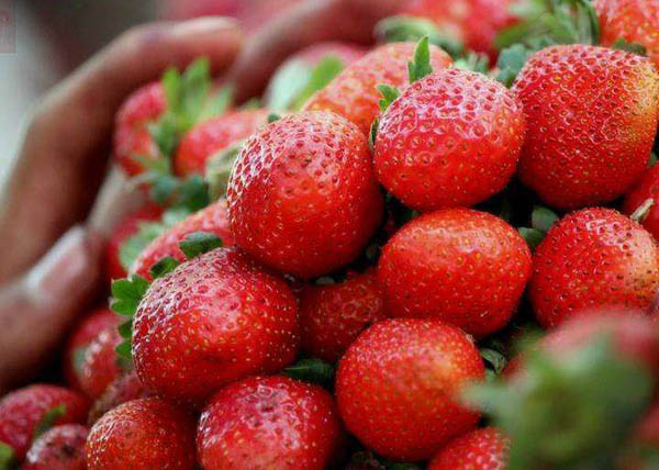 市面上常见的草莓品种 适合大面积种植的十大草莓苗