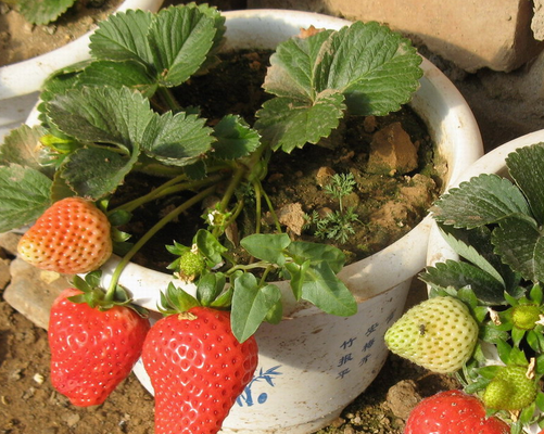 水果百科吧为您介绍家庭阳台草莓种植方法