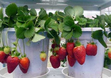 水果百科吧为您介绍家庭阳台草莓种植方法