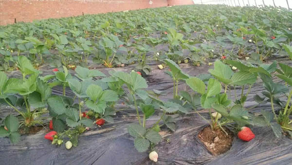 市面上常见的草莓品种 适合大面积种植的十大草莓苗