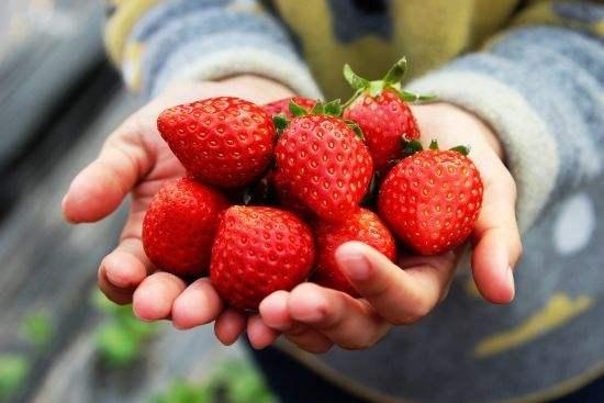 吃草莓的季节是几月份 正常是5月份左右（有大棚过年就能吃）