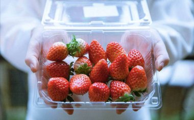 章姬草莓图片 市面上常见的奶油草莓图片