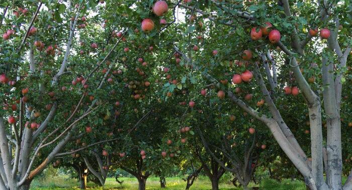 苹果树如何杀虫，苹果钻心虫这样对付效果最好！