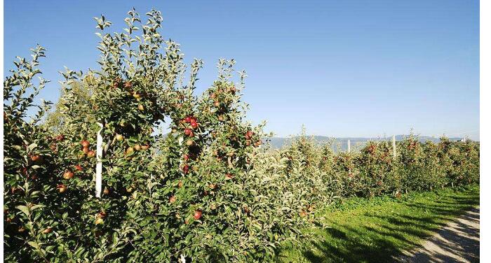 苹果树生长的环境，了解四个方面轻松为苹果种植选地