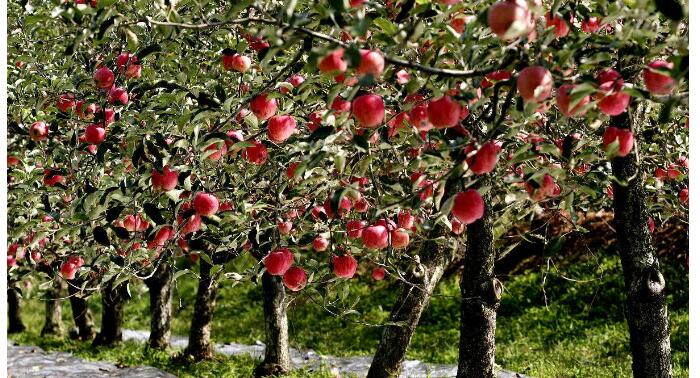 苹果树如何杀虫，苹果钻心虫这样对付效果最好！