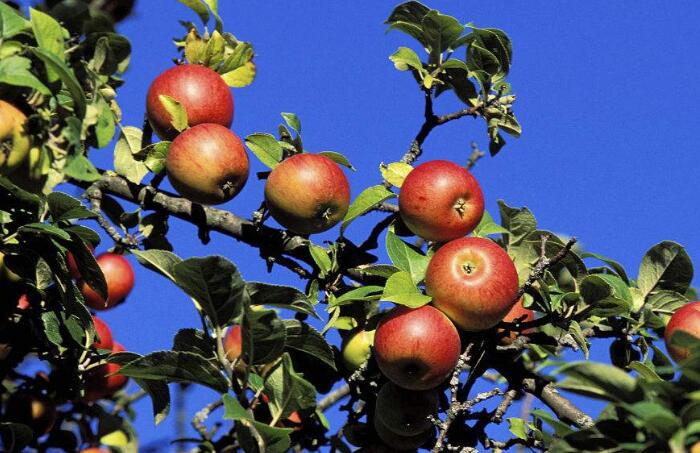 苹果什么季节成熟，当季苹果新鲜又脆甜建议多吃