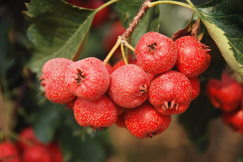 火红的山楂图片，消食的好水果