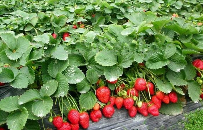 大棚草莓种植技术与管理要点，教你如何种出新鲜美味的草莓