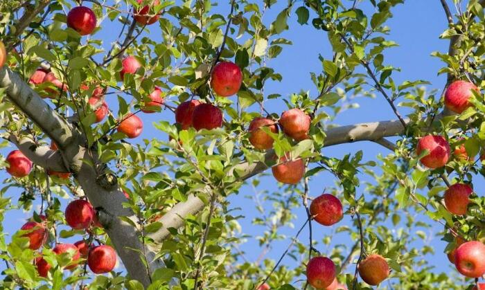 苹果什么季节成熟，当季苹果新鲜又脆甜建议多吃