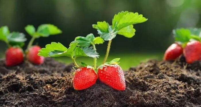 草莓发芽大概需要多少时间，种盆栽草莓要谨记的事项