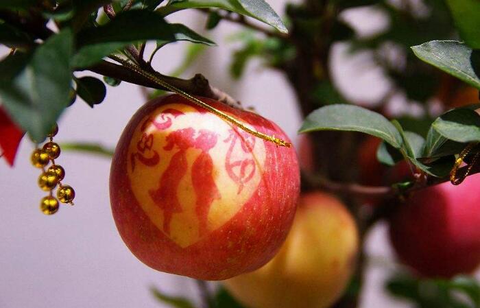 苹果是怎么种的，盆栽苹果这样种真的脆又甜！