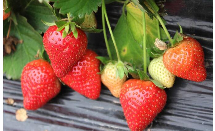 草莓不能和什么一起吃，这几个饮食指南大家需牢记
