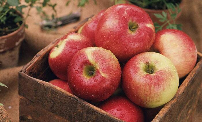 苹果是怎么种的，盆栽苹果这样种真的脆又甜！