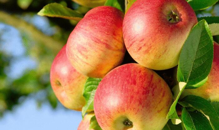 苹果的功效有哪些？苹果对人体好处多多坚持每天吃一个